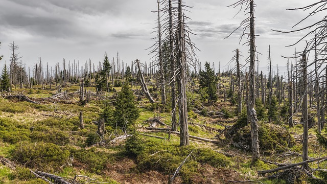 how to use ai in environmental monitoring and conservation